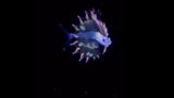Найкрасивіша личинка в океані: учені показали неймовірну рибу