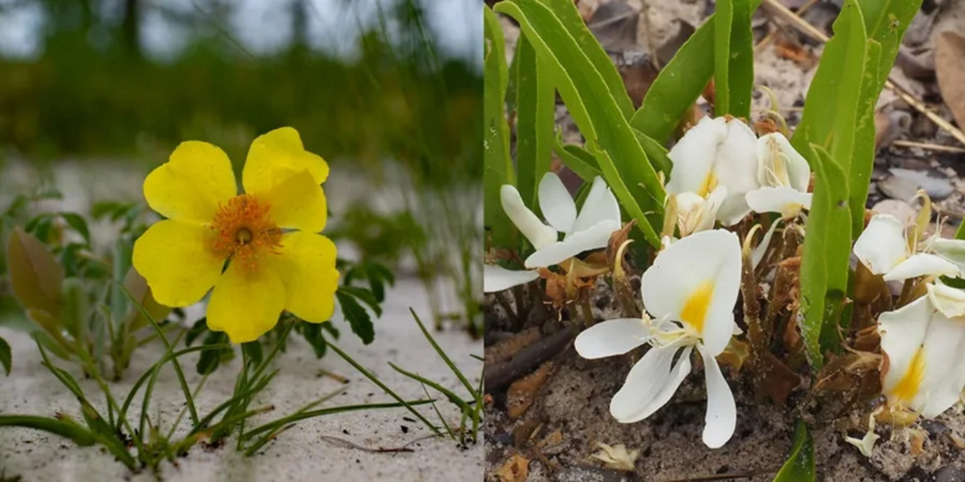 В Анголі знайшли два нові види підземних дерев – неймовірні фото