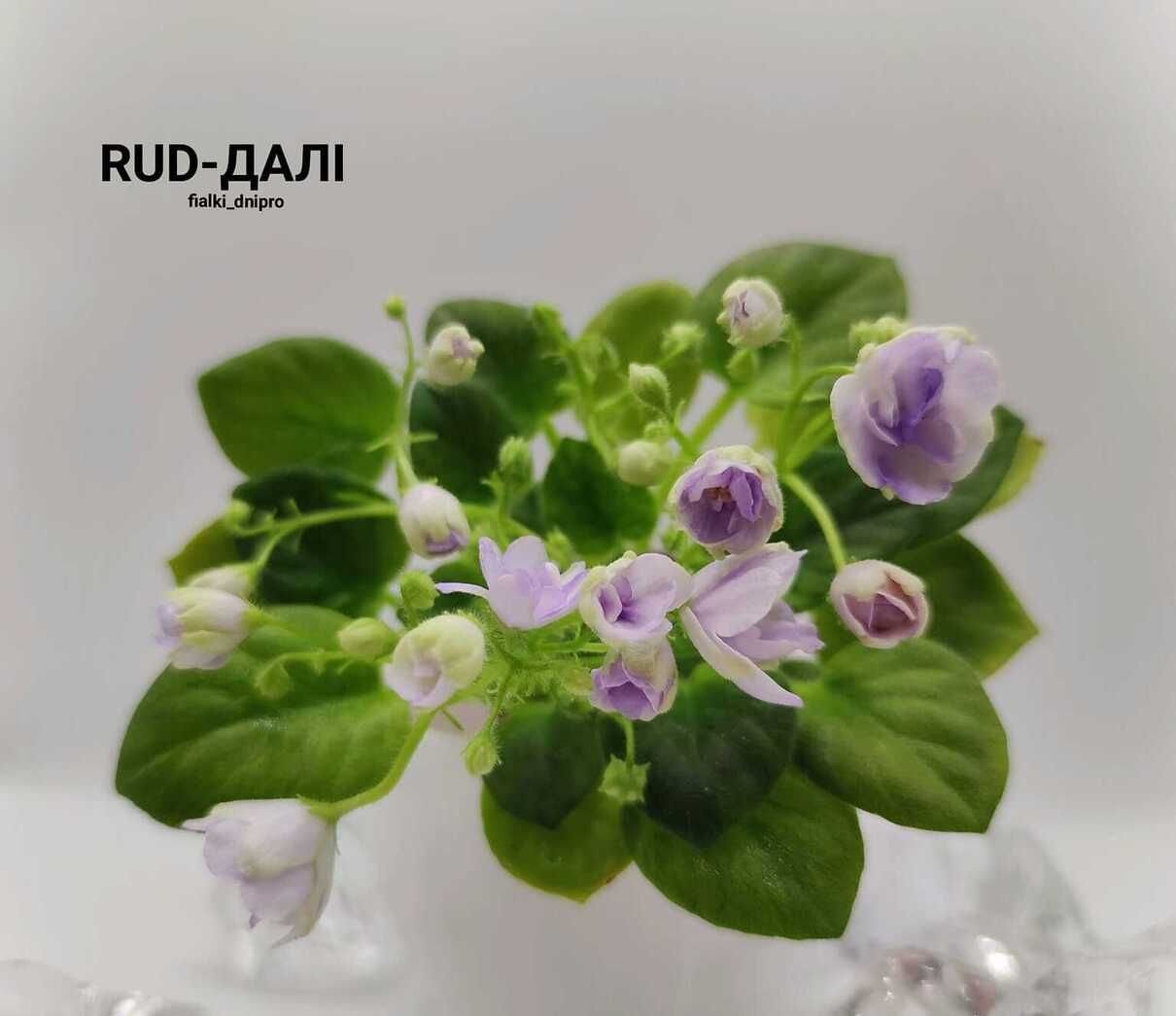 Фіалка Далі: селекціонер з Дніпра присвятив новий сорт фіалки в пам'ять Максима Кривцова