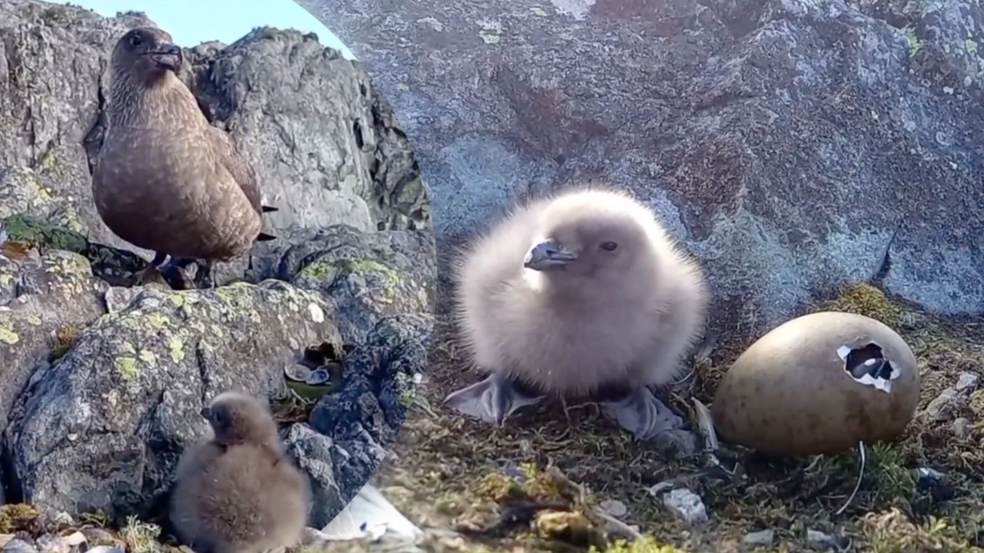 Біля "Вернадського" вилупилися поморники - фото 1