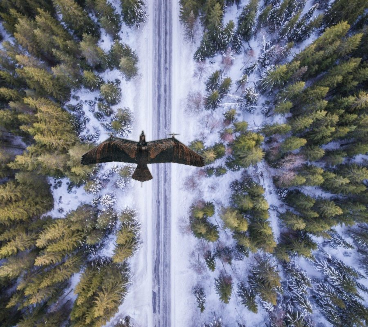 Дрон-розвідник у вигляді птаха: нова технологія винайдена у Нідерландах