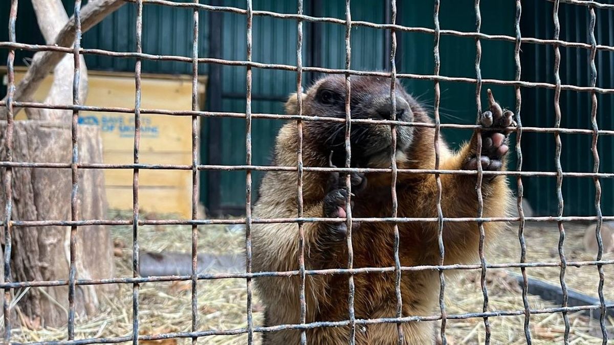 Львівський бабак Роман спрогнозував, якою буде цьогорічна весна