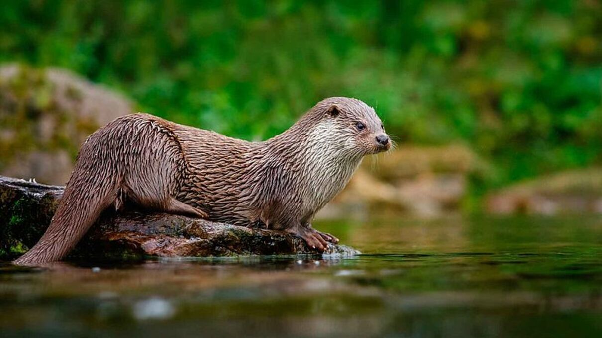 Морські видри захищають узбережжя водойм від ерозії, поїдаючи крабів
