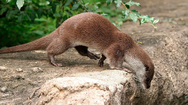 Видра - фото 537542