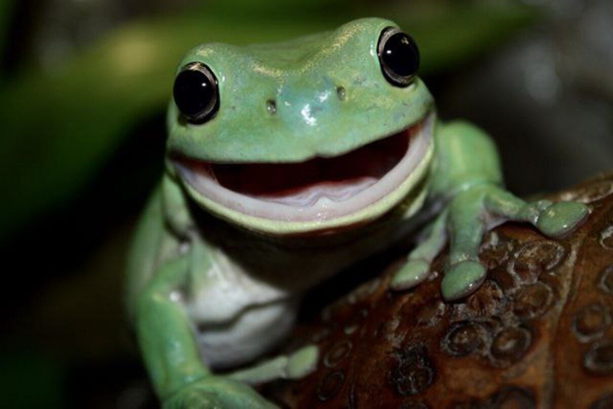 Будівництво тунелів для жаб - фото 1
