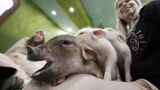 У Японії набирають популярності кафе, де відвідувачі можуть гратися зі свинками