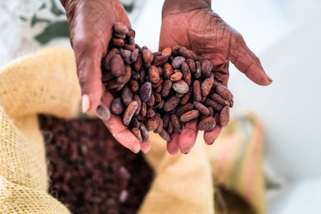 Ціни на какао сягають рекордів - фото 537762