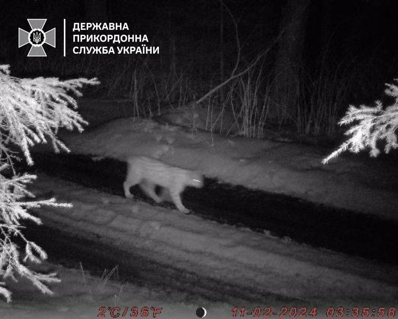 Прикордонники в Україні сфотографували рись, яка патрулювала біля кордону в Карпатах