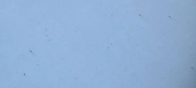 Користувачі скаржаться на новенький Cybertruck: він страшенно боїться дощу - фото 538033