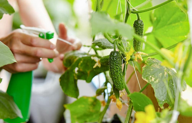 Потіште себе свіжою зеленню, овочами та фруктами: що посадити на підвіконні - фото 538292