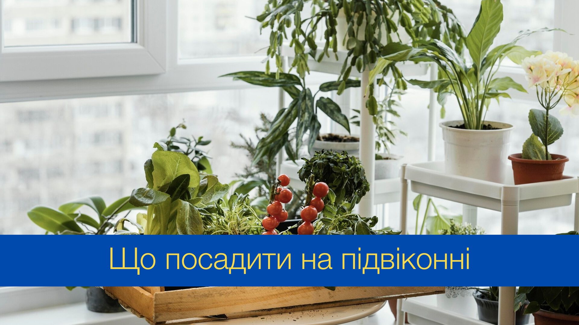 Потіште себе свіжою зеленню, овочами та фруктами: що посадити на підвіконні