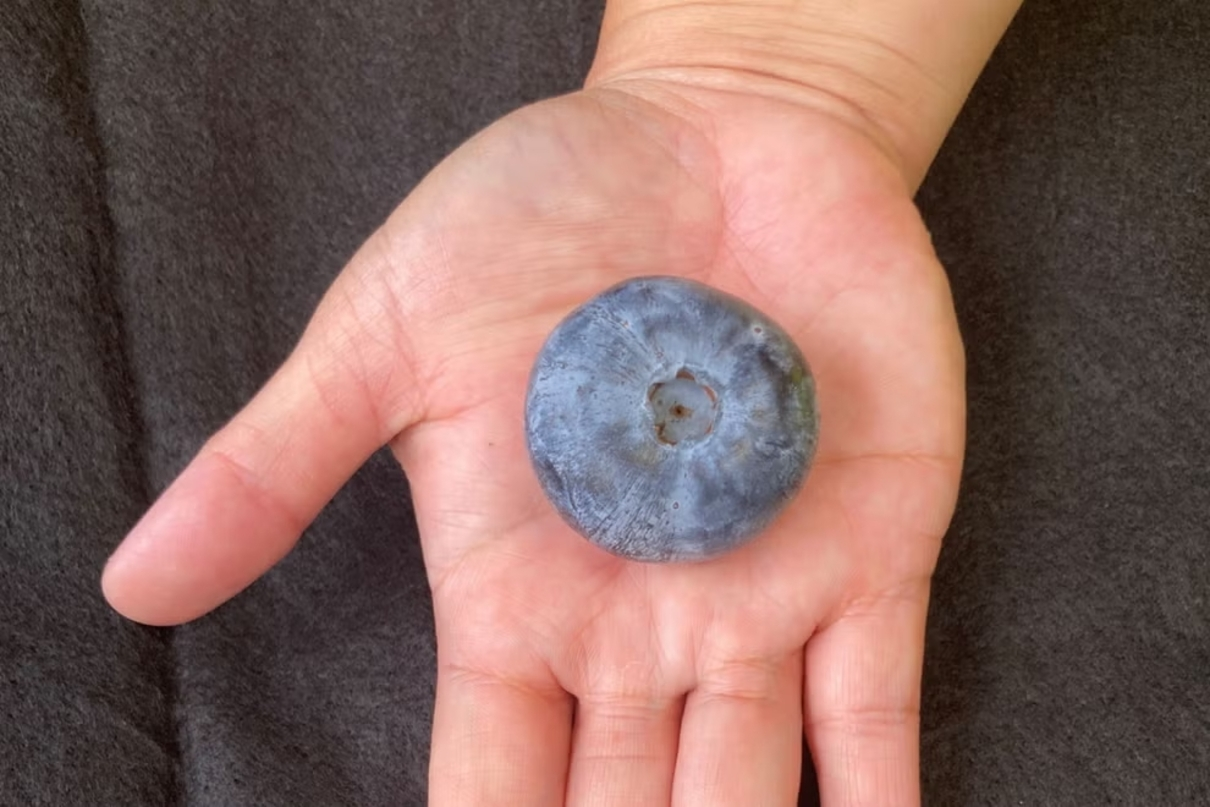 Найважча лохина в історії - фото 1