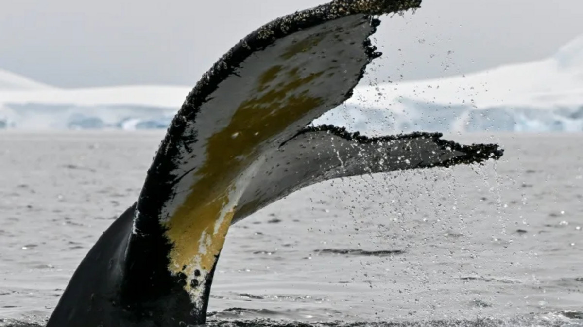 Хвости горбатих китів такі ж унікальні - фото 1