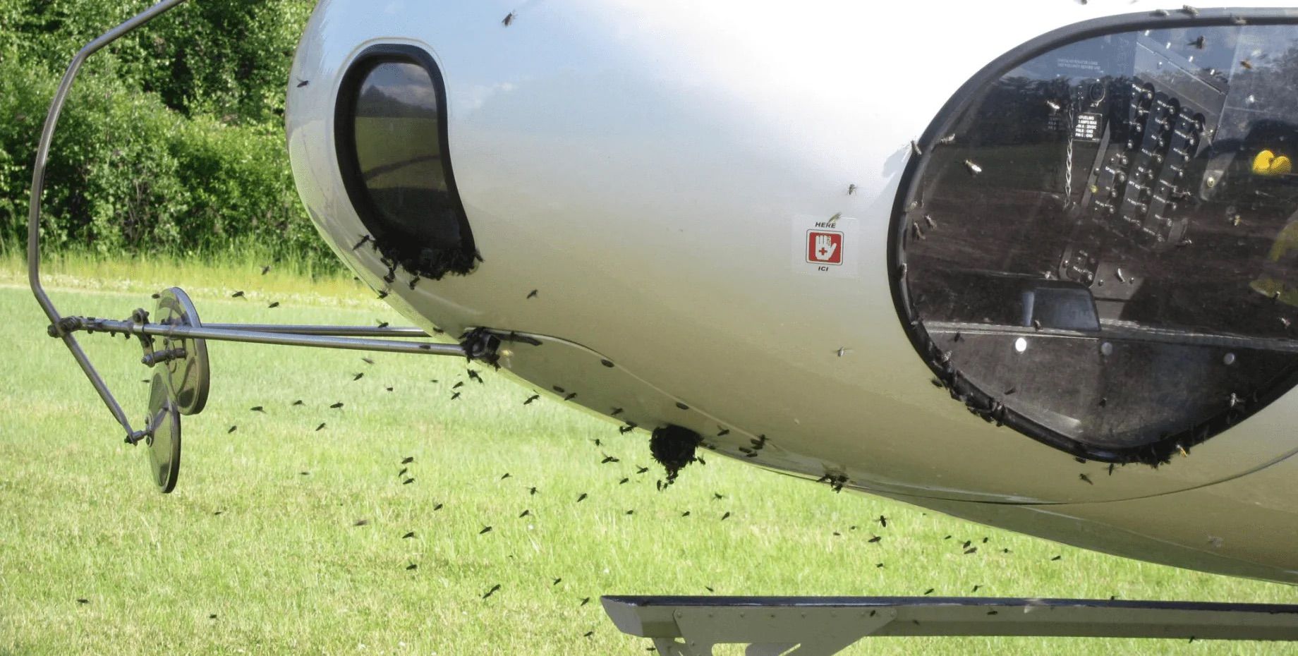 У гелікоптері жили близько 10 тисяч бджіл і матка - фото 1