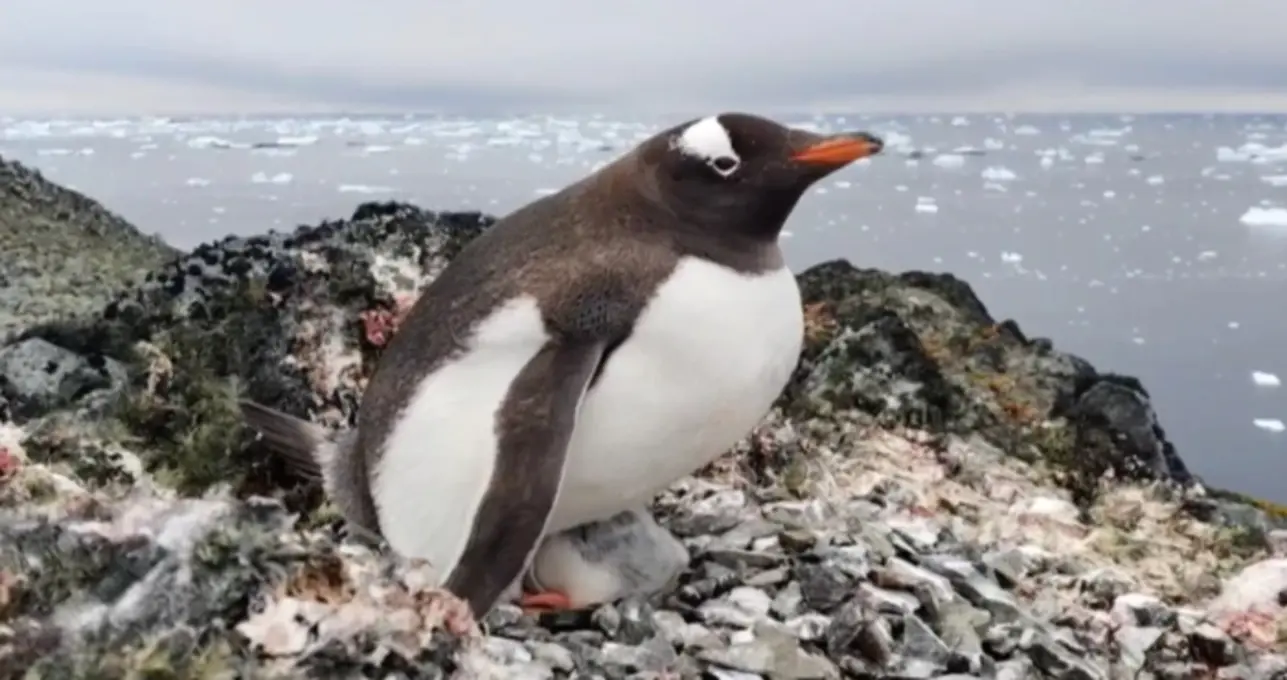 Пінгвіни-верхолази - фото 1