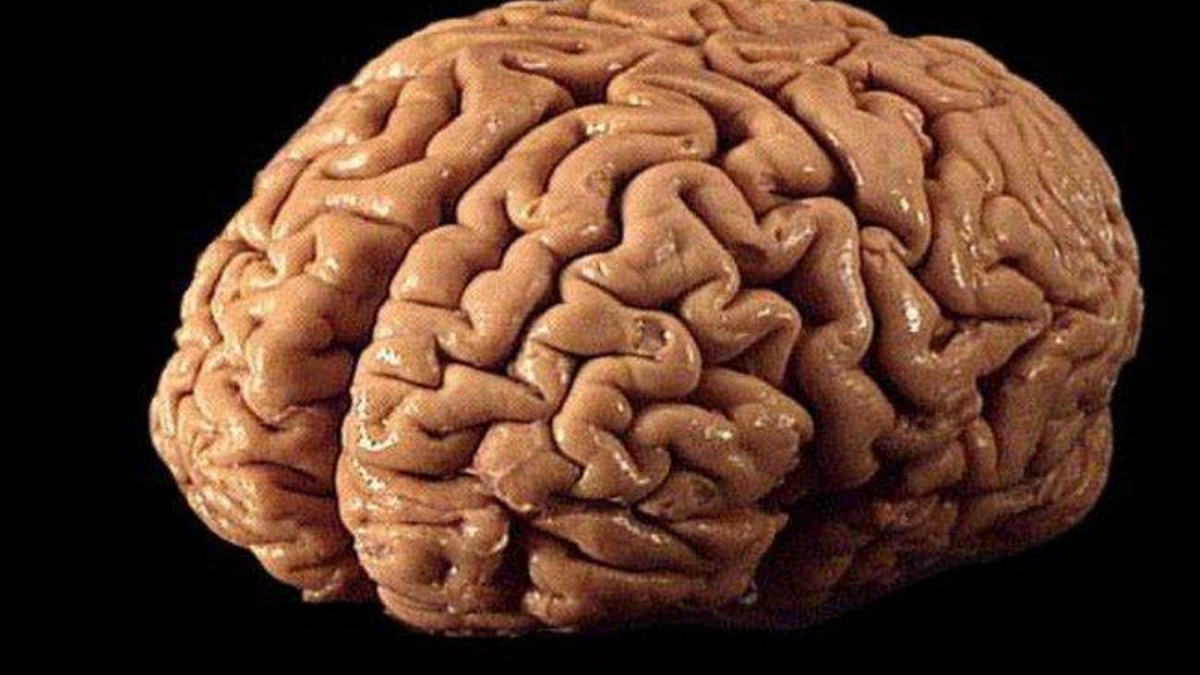 Людський мозок - фото 1