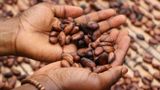 Зростання вартості шоколаду: ціни на какао досягли рекордних $10 000