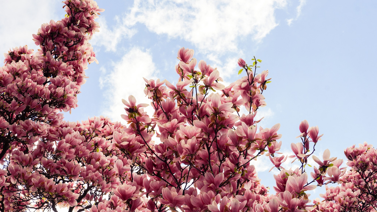 У Мукачево вже почали цвісти магнолії: неймовірні фото квітучого дерева