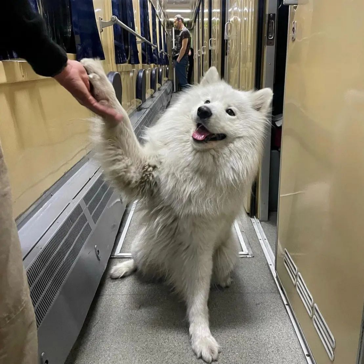 "Укрзалізниця" та UAnimals оновлять правила перевезення тварин у потягах після скандалу