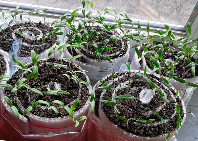 Розсада в домашніх умовах: як виростити у равликах, яєчних лотках і на папері - фото 539804