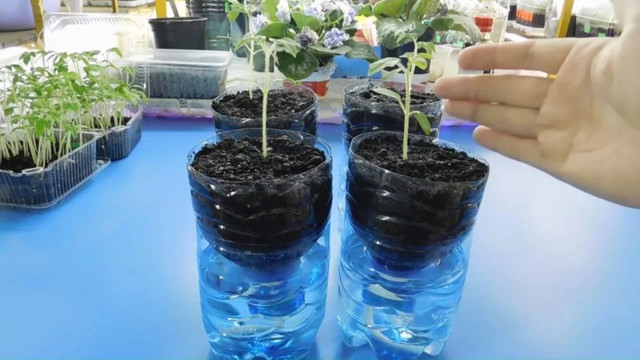 Розсада в домашніх умовах: як виростити у равликах, яєчних лотках і на папері - фото 539805