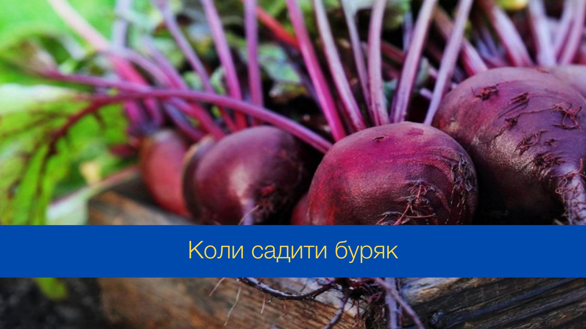 Коли садити буряк у 2024 році - фото 1