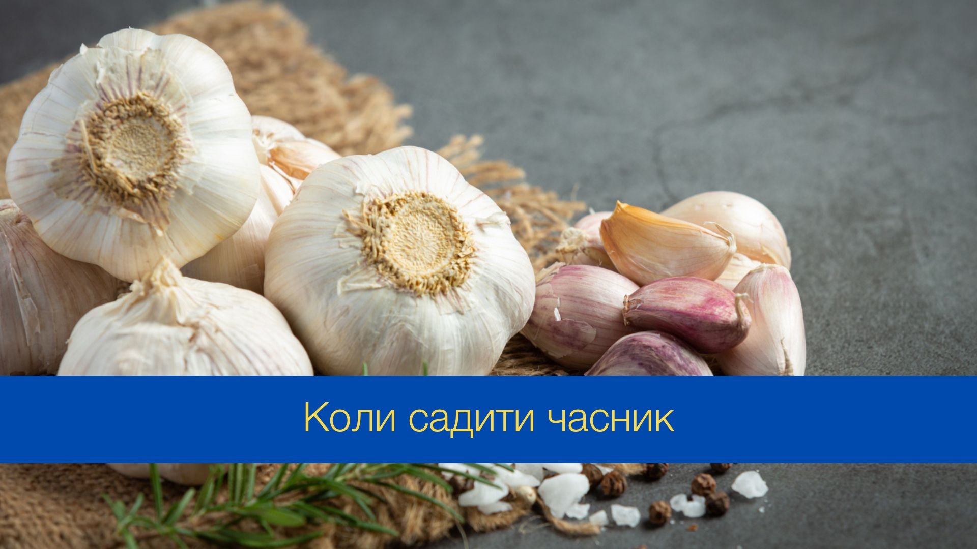 Коли садити часник у 2024 році - фото 1