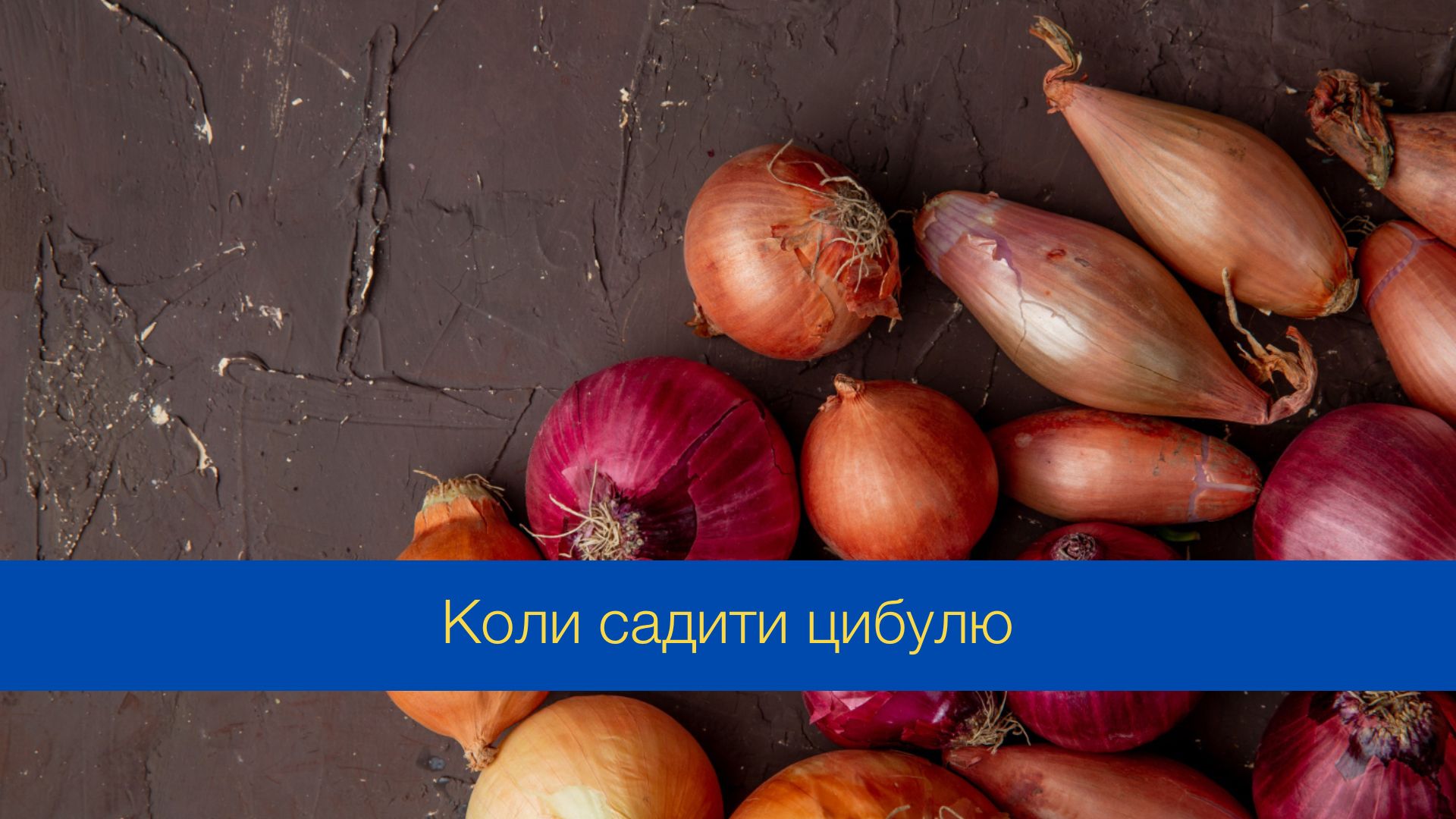 Коли посадити цибулю у 2024 році - фото 1
