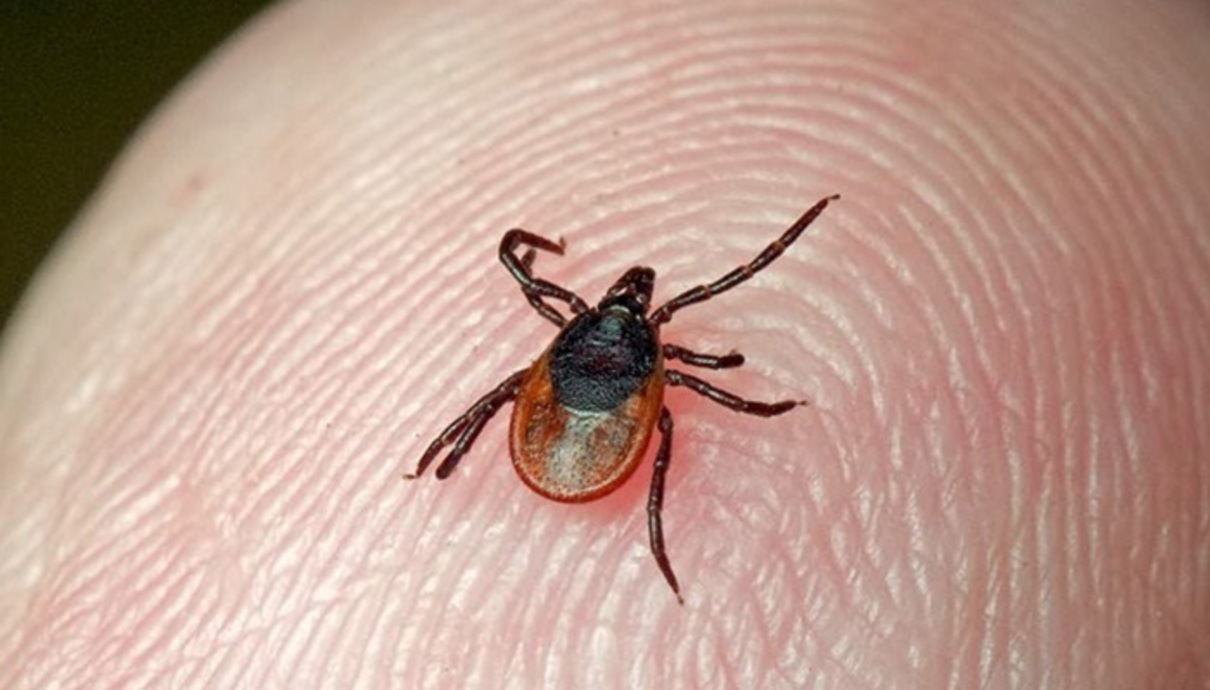 Що робити, якщо ви знайшли кліща на тілі - фото 1