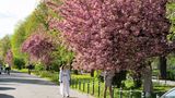 Перша тропічна алея в Україні: на Закарпатті триває сезон цвітіння сакур
