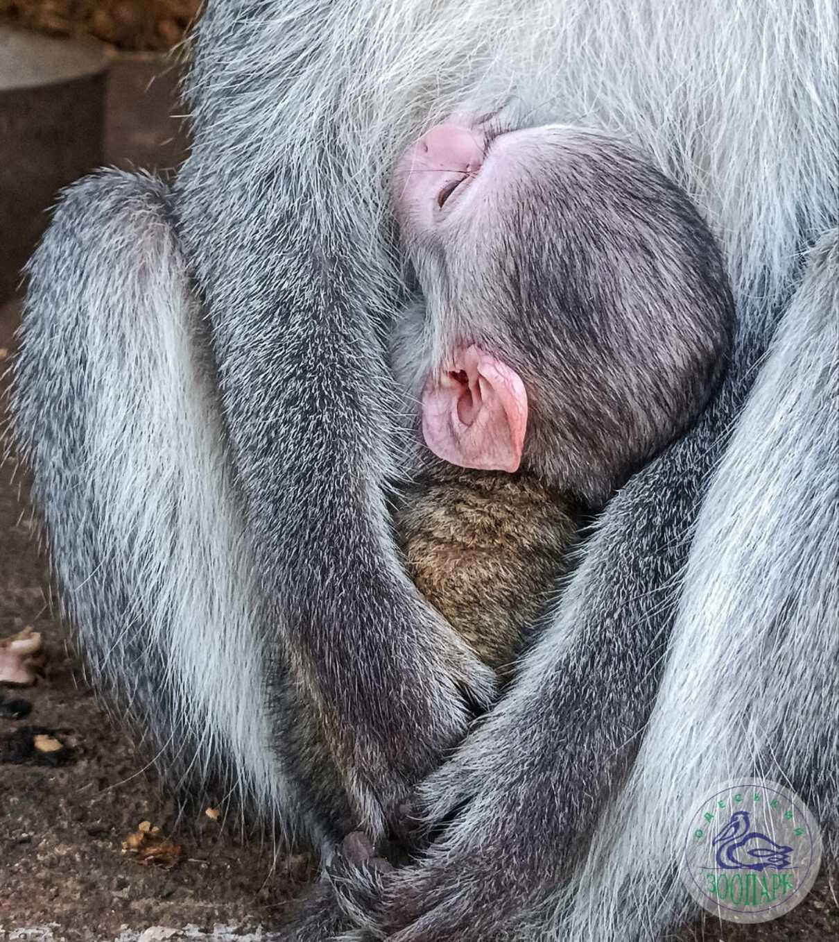 В Одеському зоопарку поповнення - фото 1