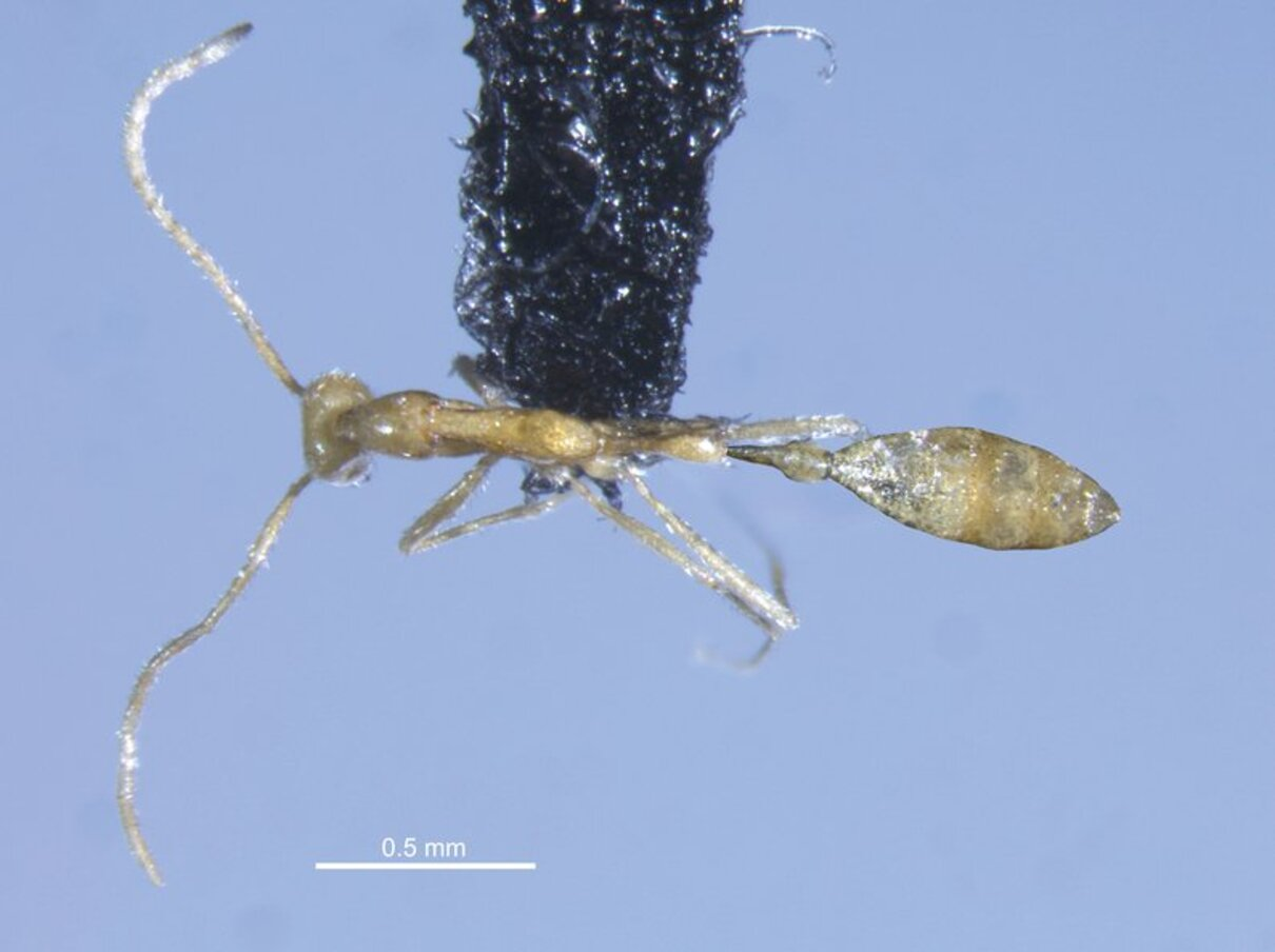 Волдеморт в Австралії - фото 1