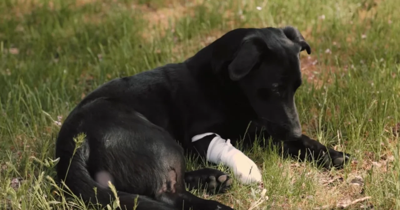 Допомагає нести службу - фото 1