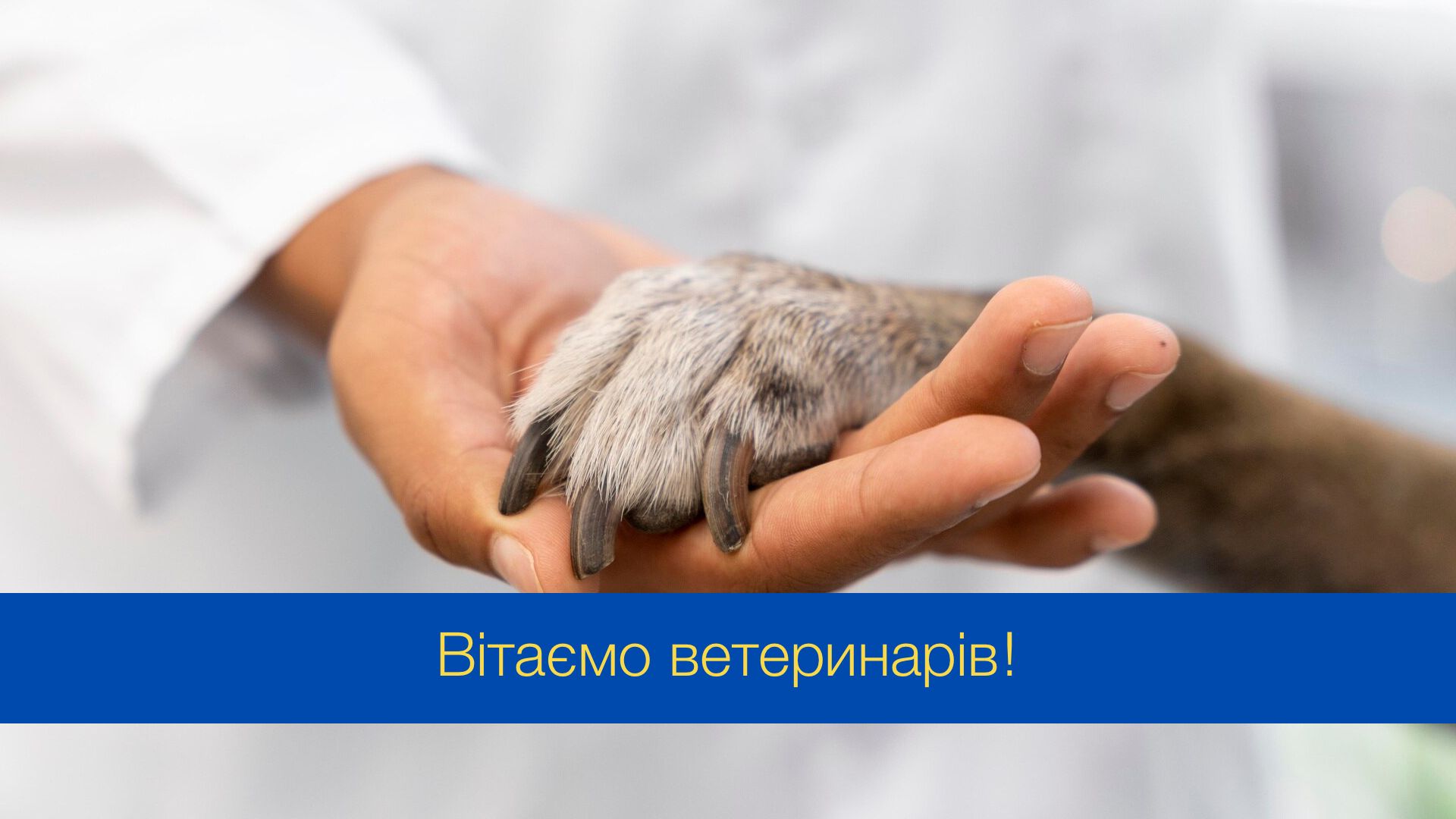 Красиві та оригінальні привітання у Всесвітній день ветеринара 26 квітня