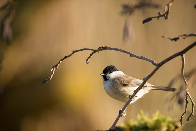 Прикмети погодні на Вербну Неділю: на що варто звернути увагу у цей день - фото 540593