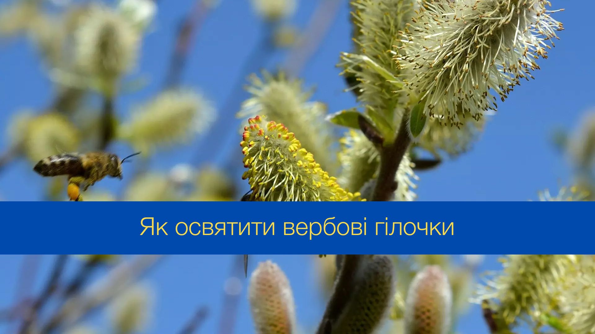 У Вербну неділю традиційно святять гілочки верби - фото 1