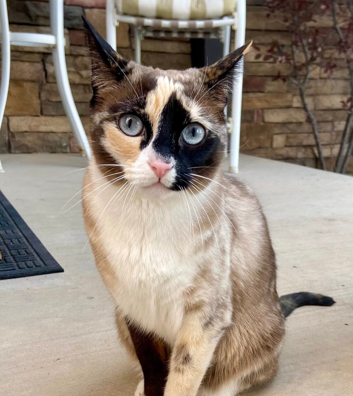 Кішку відправили поштою - фото 1