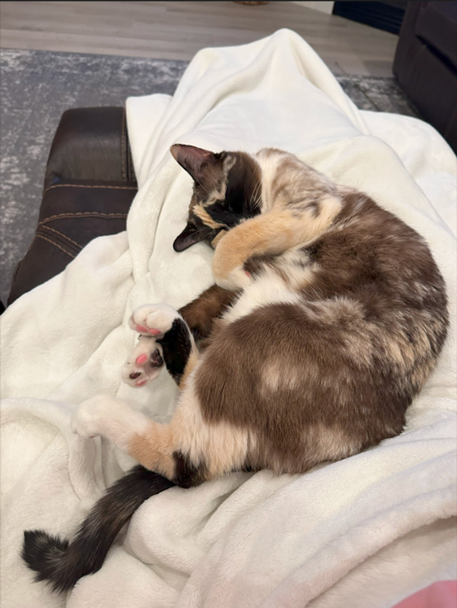 Кішку відправили поштою - фото 540829