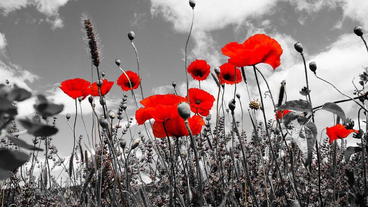 Пояснюємо, чому 9 травня – не державний вихідний і не свято