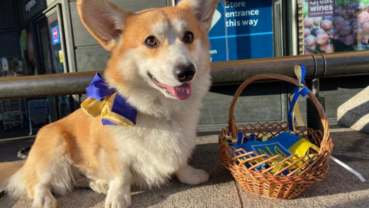 Український коргі - фото 1