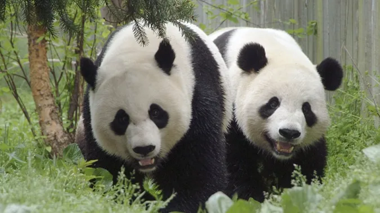 Панди - фото 1