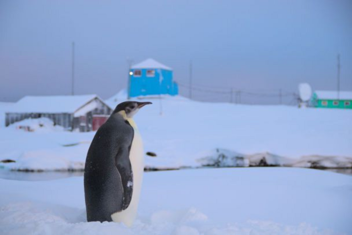 Рідкісний пінгвін - фото 1