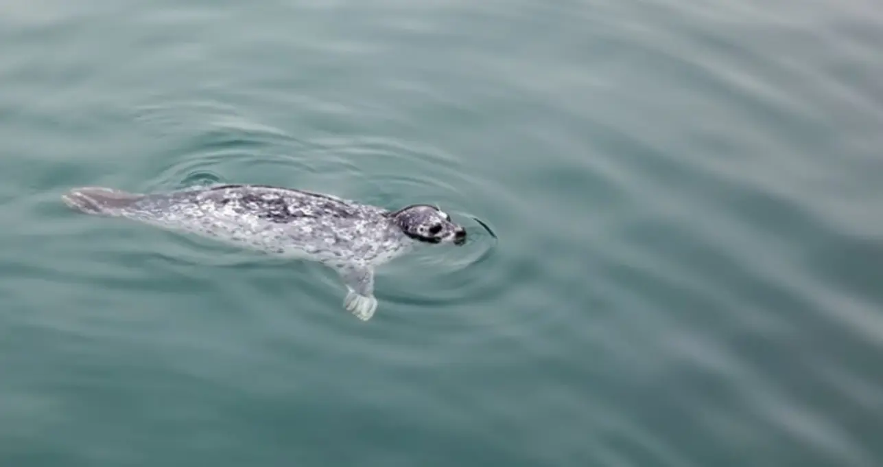Дивіться, як тюлень-крилеїд полює на їжу попід берегом на станції Академіка Вернадського