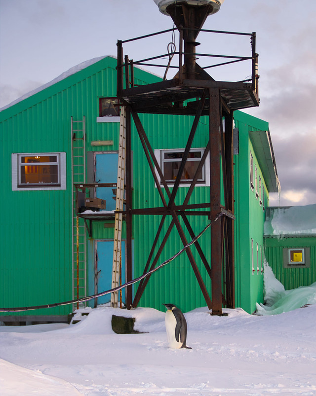 Імператорський пінгвін - фото 542733