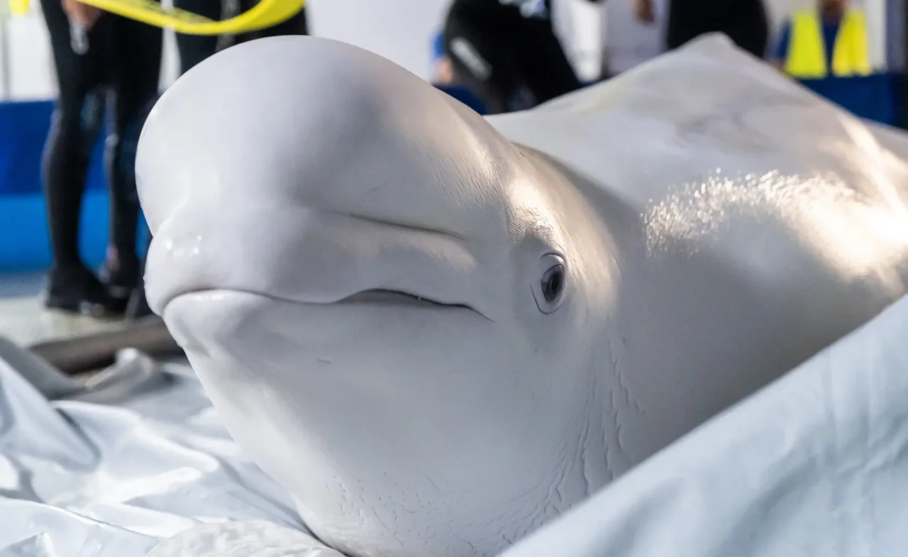 З Харківського дельфінарію "Немо" евакуювали до Іспанії двох китів-білух