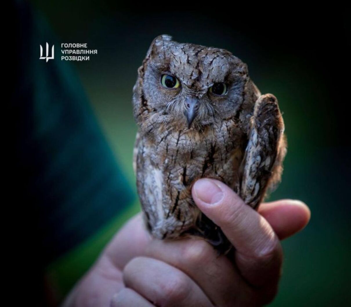 Совеня - фото 1