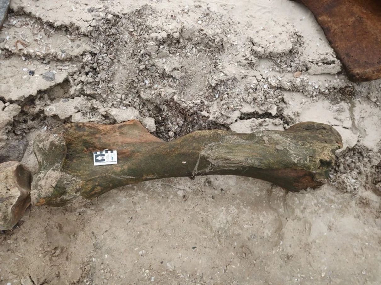 У Запоріжжі на березі Дніпра знайшли кістки мамонта: яким роком вони датуються