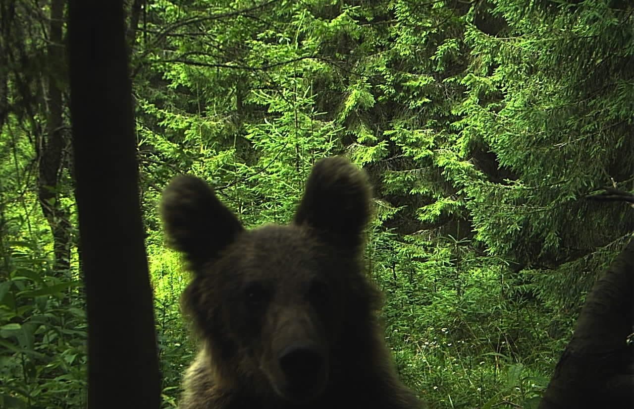 Ведмідь - фото 1