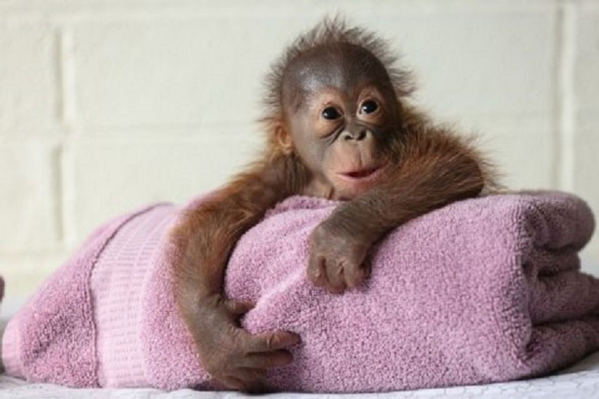 Курйоз дня: у Дубліні 30 жінок вчили вагітну орангутанку материнства