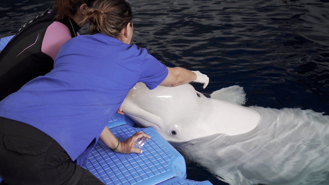 Українські білухи - фото 1